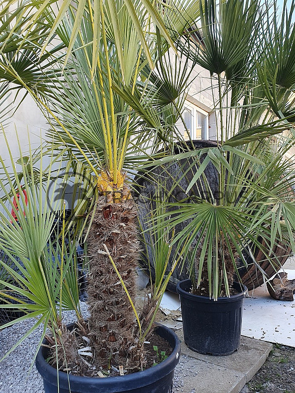 Trachycarpus Wagnerianus 20/30cm