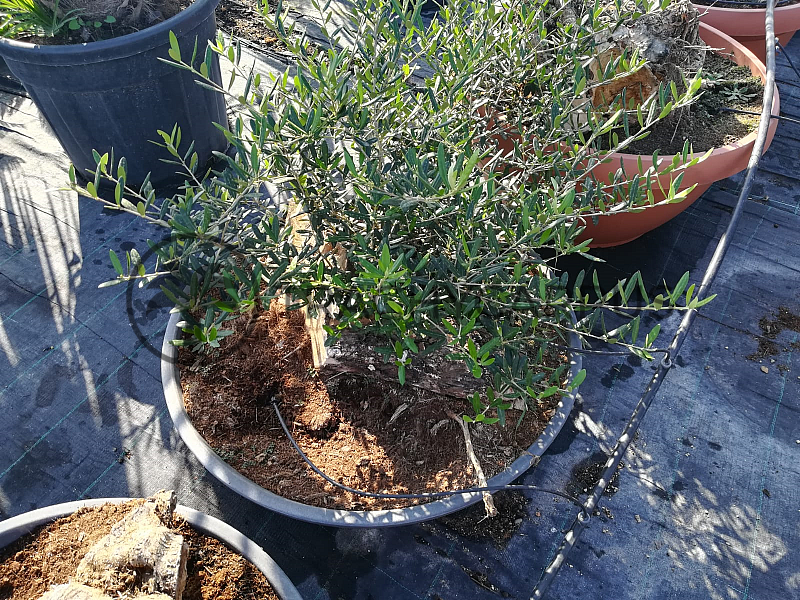 Olivovník - Olea Europaea Bonsai S