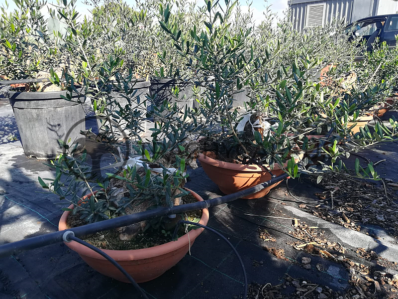 Olivovník - Olea Europaea Bonsai S