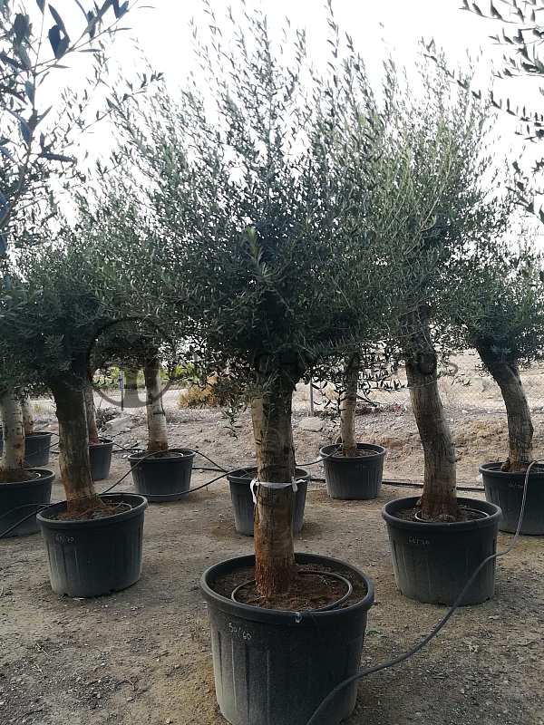 Olea Europaea - Old Skin 50/60