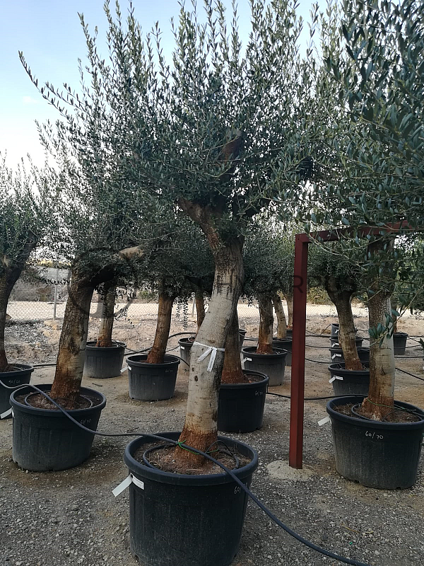 Olea Europaea - Old Skin 60/70