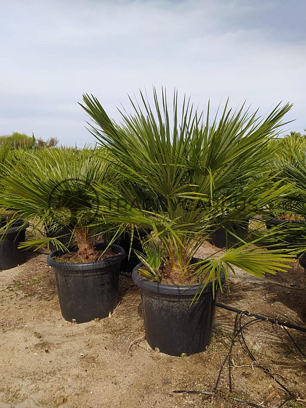 Chamaerops Humilis 25lt