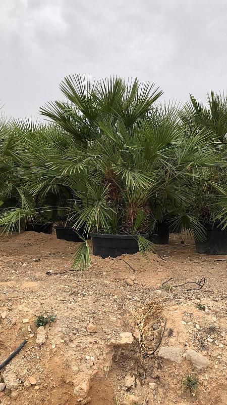 Chamaerops Humilis - grupo 1