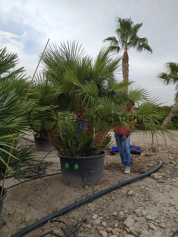 Chamaerops Humilis - grupo 2