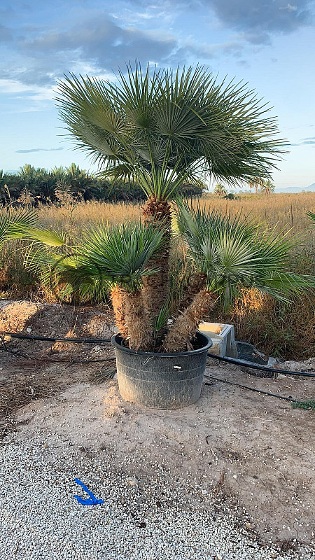 Chamaerops Humilis - Grupo 3,6m