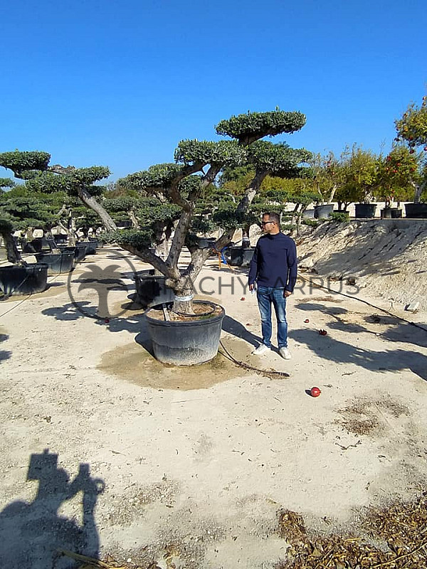 Olea Europaea PON PON Zaragoza Piel Vieja 275/390lt č.1