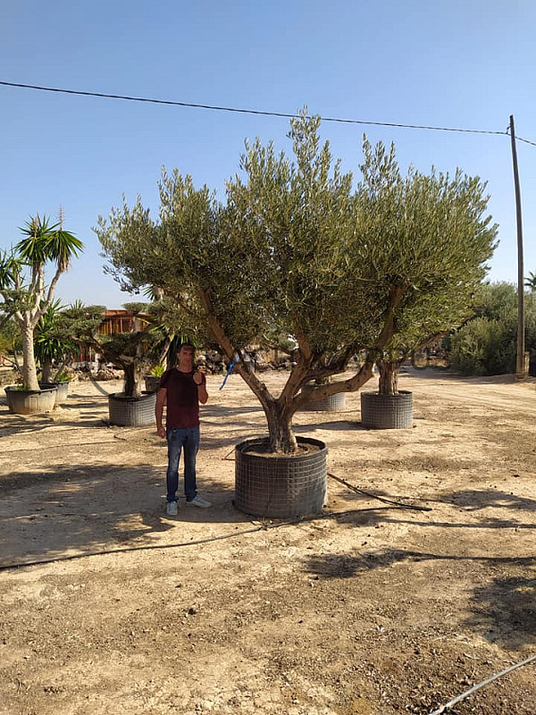 Olea Europaea PON PON Zaragoza EXTRA 280/300cm č.1