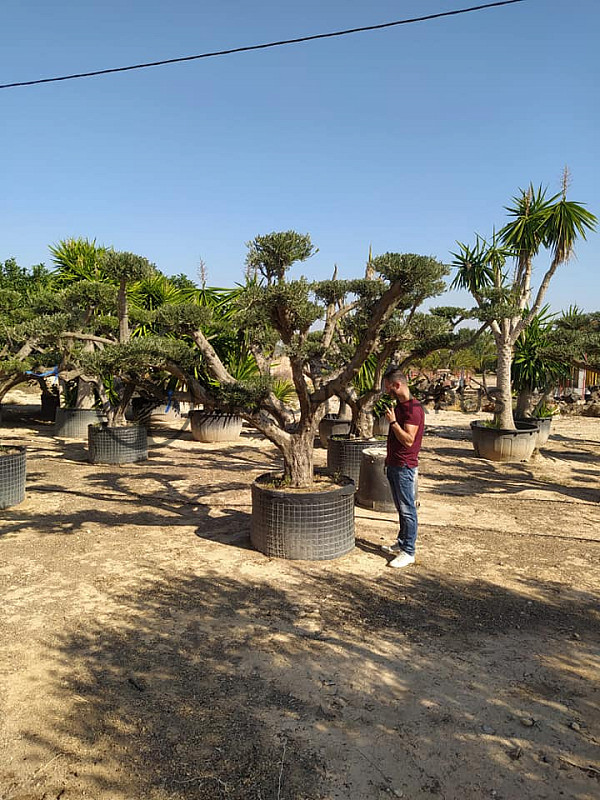 Olea Europaea PON PON Zaragoza EXTRA 280/300cm č.2