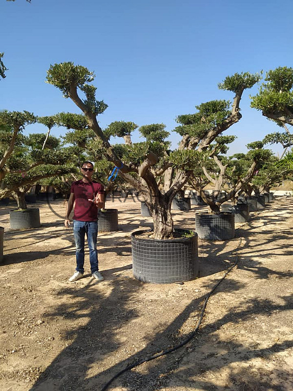 Olea Europaea PON PON Zaragoza EXTRA 280/300cm č.3