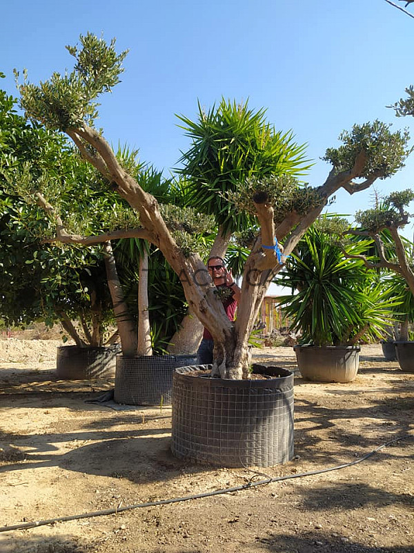 Olea Europaea PON PON Zaragoza EXTRA 280/300cm č.4