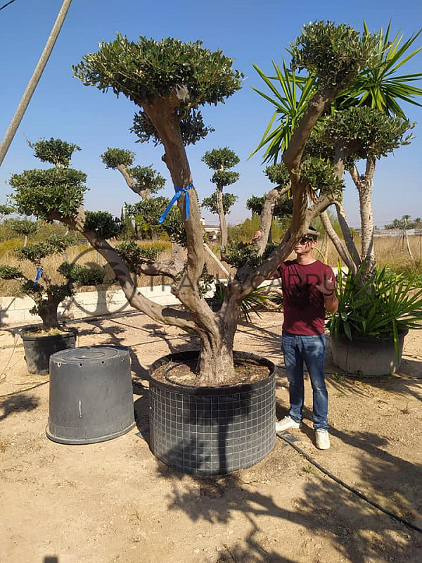 Olea Europaea PON PON Zaragoza EXTRA 280/300cm č.5