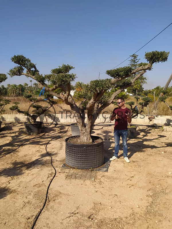 Olea Europaea PON PON Zaragoza EXTRA 280/300cm č.6