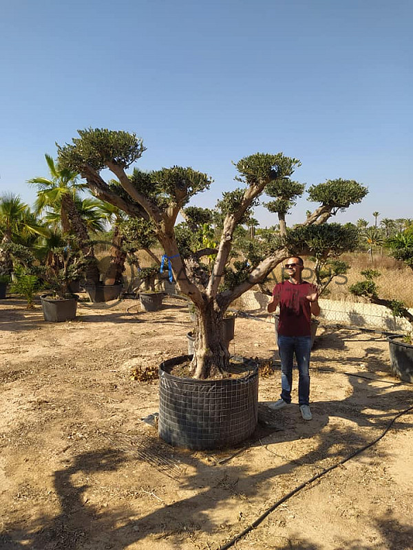 Olea Europaea PON PON Zaragoza EXTRA 280/300cm č.7