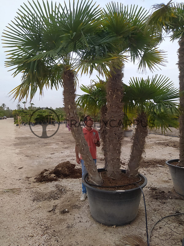 Trachycarpus Fortunei XXL Grupo 4k mrazuvzdorný-17C