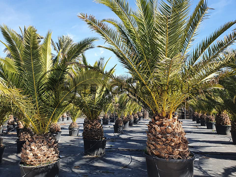 PHOENIX CANARIENSIS 80/90, celková výška cca 400cm