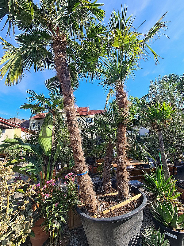 Trachycarpus Fortunei - trojkmen - kompletní výška kmenů 600cm