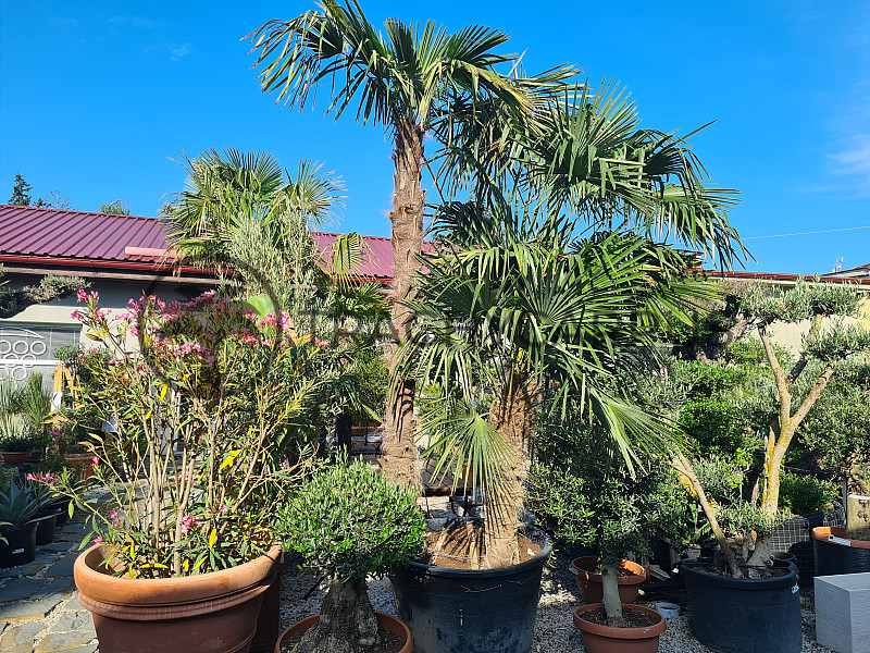 Trachycarpus Fortunei - trojkmen - kompletní výška kmenů 580cm