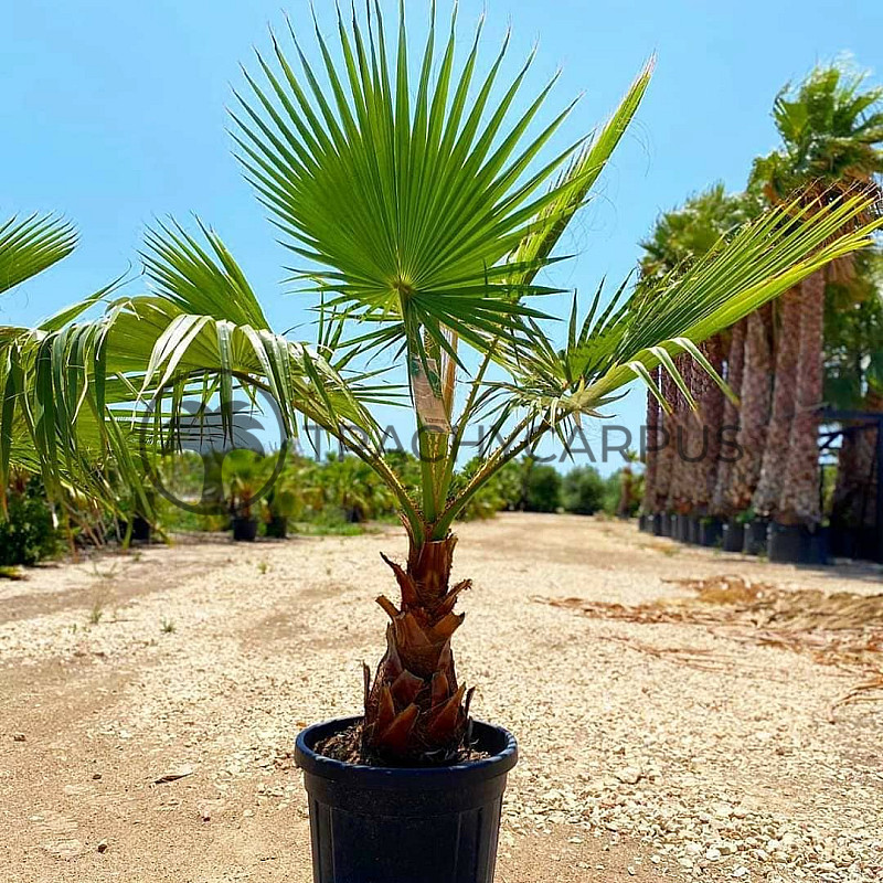 Washingtonia Robusta 100-120cm_ 30lt