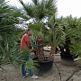 Chamaerops Humilis - grupo 2