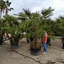 Chamaerops Humilis - grupo 2