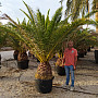 PHOENIX CANARIENSIS 40/50 kmen