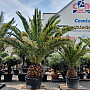 PHOENIX CANARIENSIS 40/50 kmen