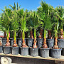 Washingtonia Robusta 100-120cm_ 30lt